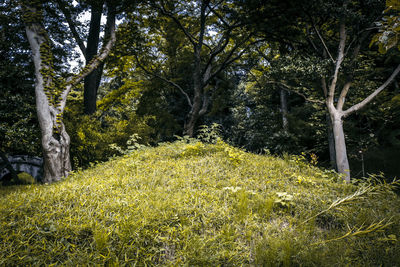 Scenic view of forest