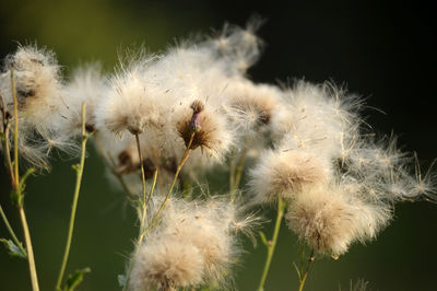 Close-up of dandelion flower