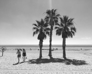 Palm trees on beach