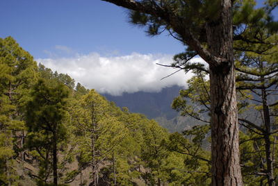 Low angle view of trees against sky