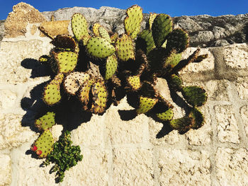 Close-up of prickly pear cactus