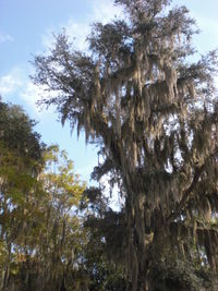 Low angle view of trees against sky