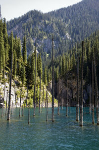 Panoramic view of pine trees in lake