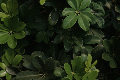 Full frame shot of leaves