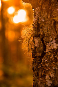 Close-up of tree trunk against blurred background