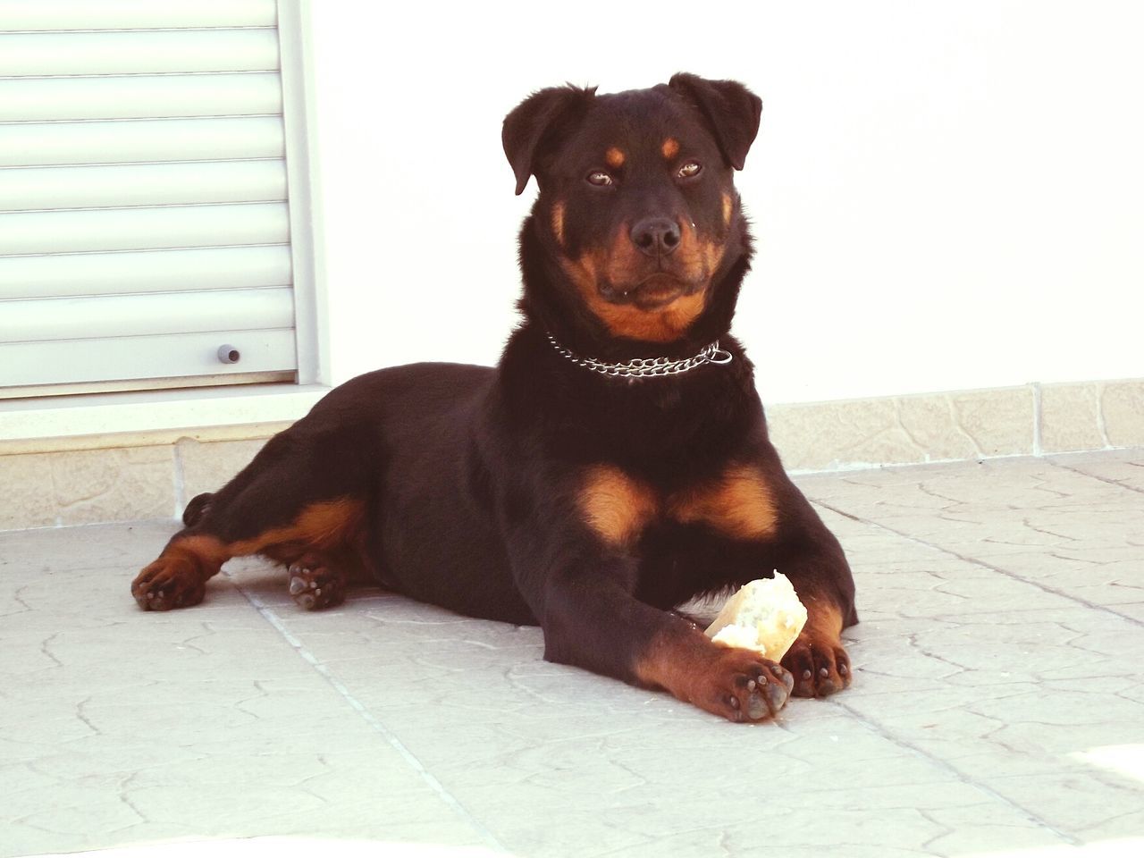 pets, dog, animal themes, domestic animals, mammal, one animal, sitting, relaxation, brown, portrait, full length, looking at camera, pet collar, indoors, zoology, no people, wall - building feature, black color, lying down, animal head