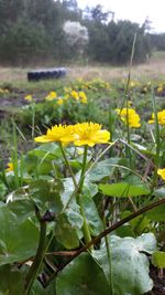 Close-up of yellow flower