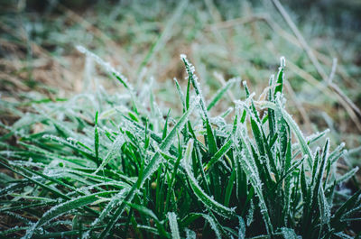 Close-up of wet grass on field