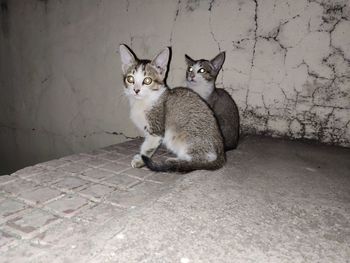 Portrait of cat sitting on footpath against wall