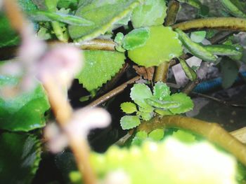 Close-up of green leaves