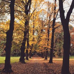 Trees in autumn