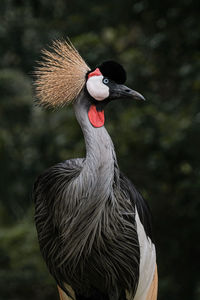 The close up portrait of grey crowned-crane or balearica regulorum bird