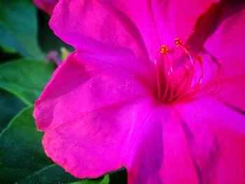 Close-up of pink hibiscus blooming outdoors