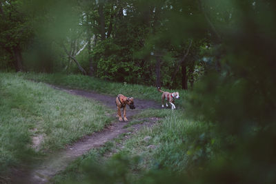 Horse running in a forest