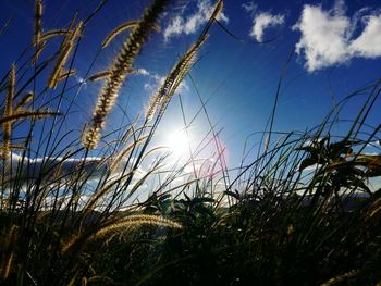 Low angle view of grass on field against sky