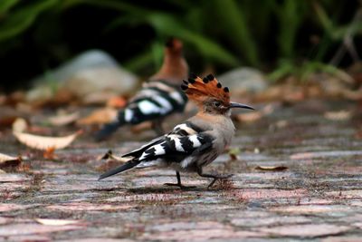 Close-up of a bird