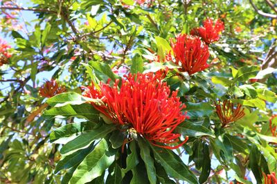 Close-up of red flowers blooming on tree