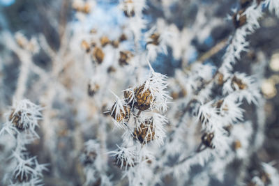 Close-up of grasshopper on snow