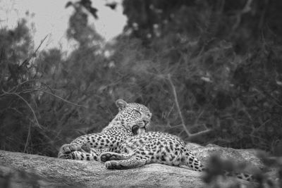 View of a cat resting on tree