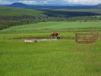 Horse grazing on field against sky