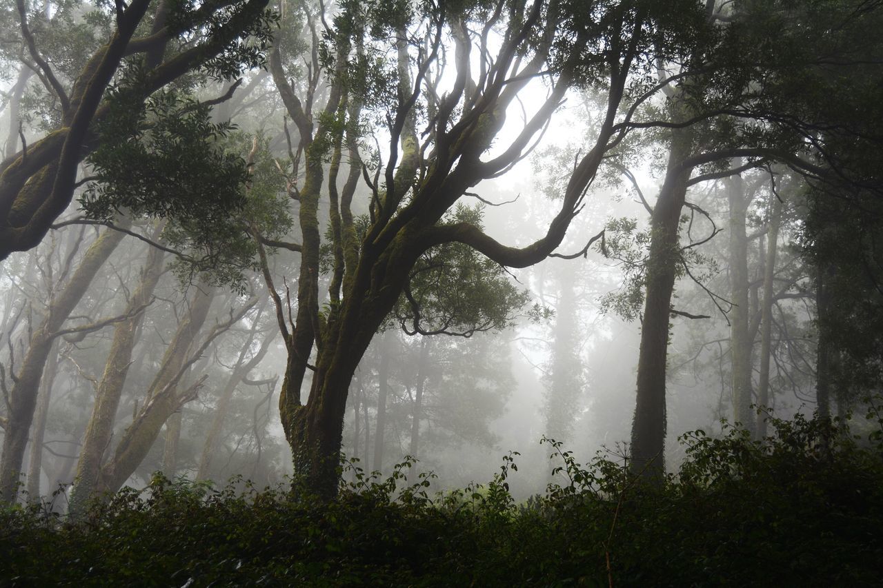 tree, tranquility, fog, tranquil scene, forest, beauty in nature, growth, nature, scenics, foggy, branch, water, woodland, tree trunk, idyllic, non-urban scene, plant, day, sunlight, outdoors