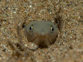 Close-up portrait of a turtle