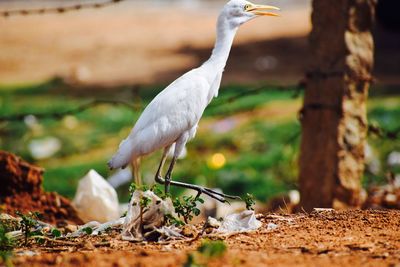 Close-up of bird perching on branch