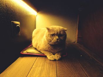 Portrait of a cat relaxing on floor at home
