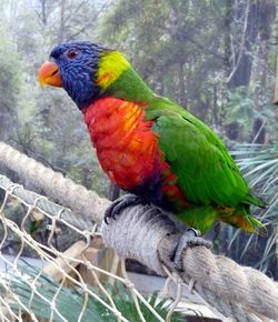 Close-up of parrot perching on branch