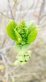 Close-up of plant growing outdoors