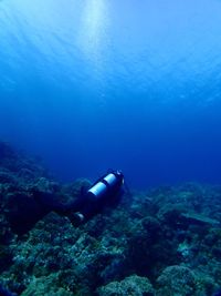 Diver at coral reef