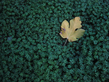 High angle view of leaf on grass