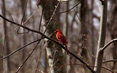 Cardinal bird perching on branch