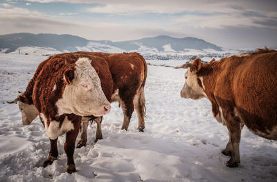 View of horse on snow covered field