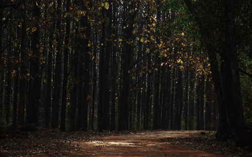 Trees growing in forest