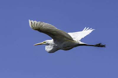 A great egret, ardea alba, flies over the grand river in grand haven, michigan
