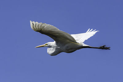 Low angle view of egret against clear blue sky