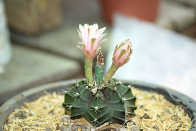 Close-up of succulent plant