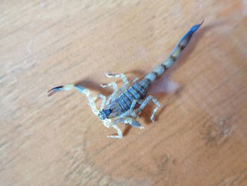 High angle view of insect on wood