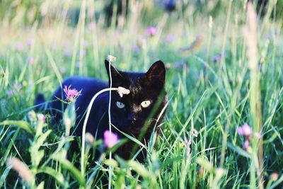 Cat looking away in field