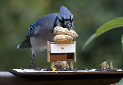 Close-up of bird perching on table