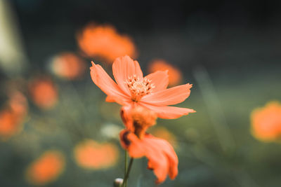 Close-up of orange flowering plant