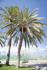 Palm trees on field against clear sky