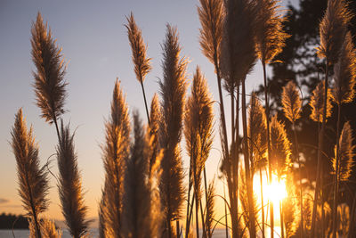 Close-up of stalks in field against sky