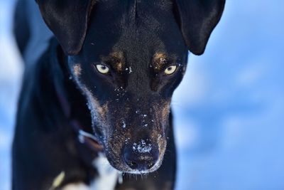 Close-up portrait of black dog