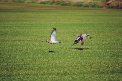 Birds in a field