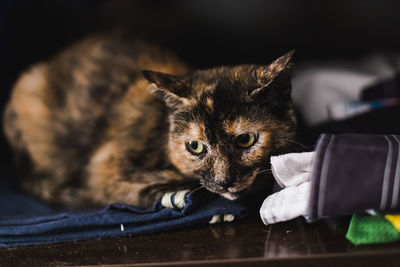 Close-up portrait of cat lying down