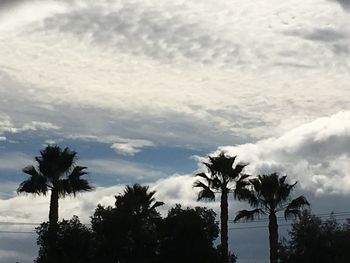 Low angle view of palm trees against sky