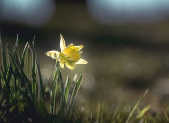 Close-up of yellow flowering plant on field