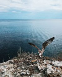 Birds flying over sea against sky